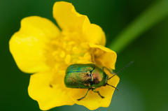 Cryptocephalus sericeus