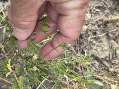 Hibiscus brachysiphonius