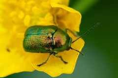 Cryptocephalus sericeus
