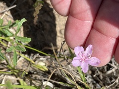 Hibiscus brachysiphonius