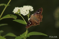 Polygonus leo arizonensis