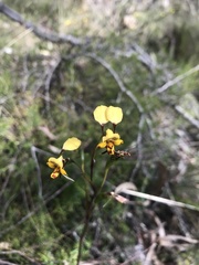 Diuris