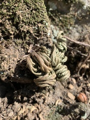 Selaginella tamariscina