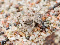 Aelurillus andreevae