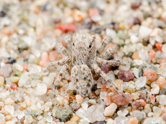 Aelurillus andreevae