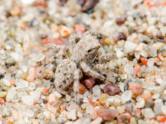 Aelurillus andreevae