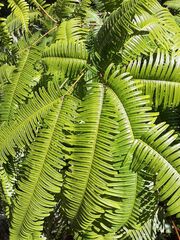 Dicranopteris linearis