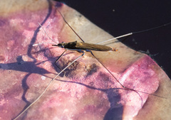 Limnoporus