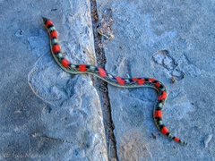 Xenodon matogrossensis