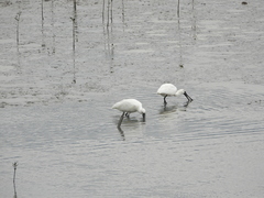 Platalea leucorodia