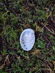 Haliotis kamtschatkana