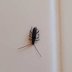 Callidiopis scutellaris