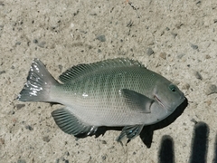 Girella punctata