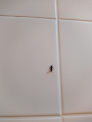 Callidiopis scutellaris