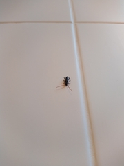 Callidiopis scutellaris