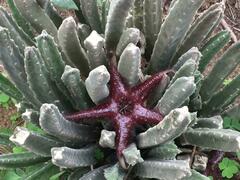 Stapelia