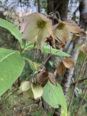 Trichodesma calycosum