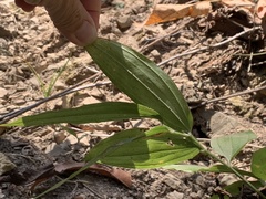 Disporum kawakamii