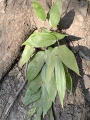 Disporum kawakamii