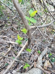 Lonicera hispidula