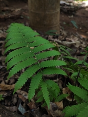 Deparia acrostichoides