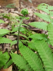 Deparia acrostichoides