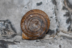 Oestophorella buvinieri