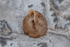 Oestophorella buvinieri