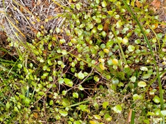 Rubus australis