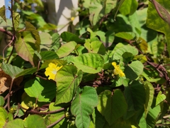 Merremia hederacea