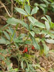 Pittosporaceae