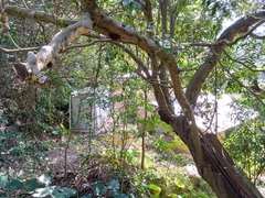 Ficus hispida