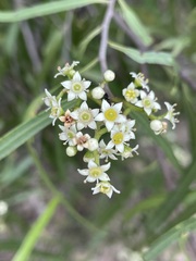 Geijera parviflora
