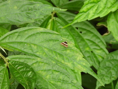 Choreutis basalis