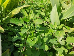 Chenopodium ficifolium