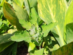 Chenopodium ficifolium