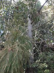 Cryptomeria japonica