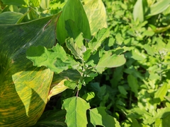 Chenopodium ficifolium