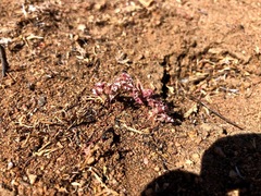 Chorizanthe fimbriata