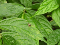 Choreutis basalis