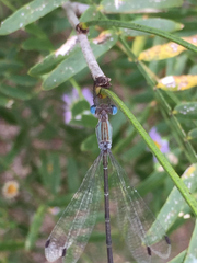 Lestes forficula