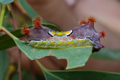 Doratifera vulnerans