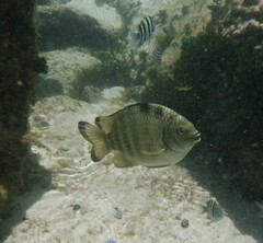 Abudefduf septemfasciatus