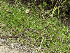 Dendrelaphis caudolineatus