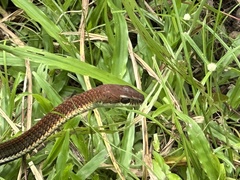 Dendrelaphis caudolineatus