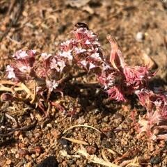 Chorizanthe fimbriata