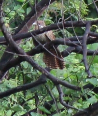 Cacomantis merulinus