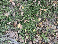 Oplismenus compositus