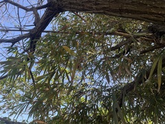 Bambusa stenostachya