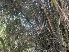 Bambusa stenostachya